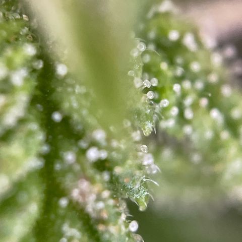 Gorilla #2 growlog timeline photo
