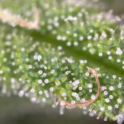 Gorilla Kreuz growlog timeline photo