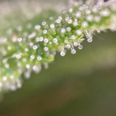 Gorilla Kreuz growlog timeline photo