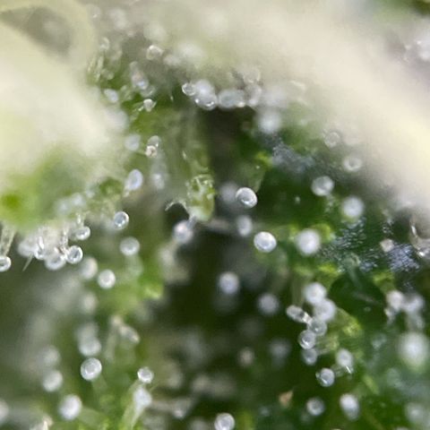 Gorilla #1 growlog timeline photo