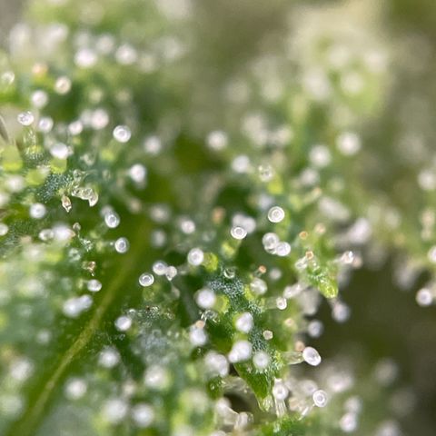 Gorilla #1 growlog timeline photo