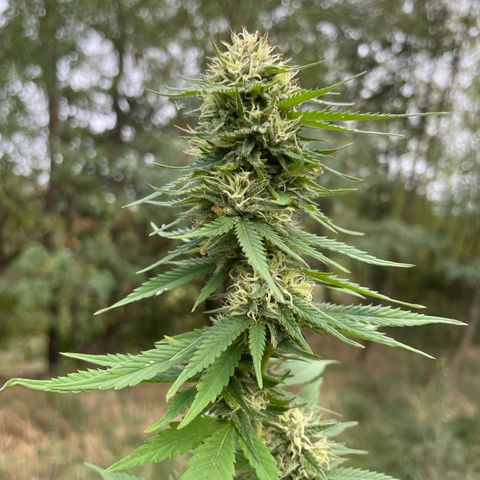 Gorilla #1 growlog timeline photo
