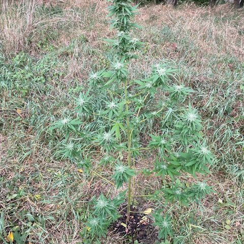 Gorilla Kreuz growlog timeline photo