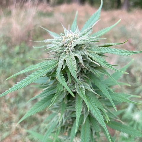 Gorilla Kreuz growlog timeline photo