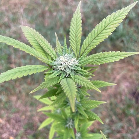 Gorilla #2 growlog timeline photo