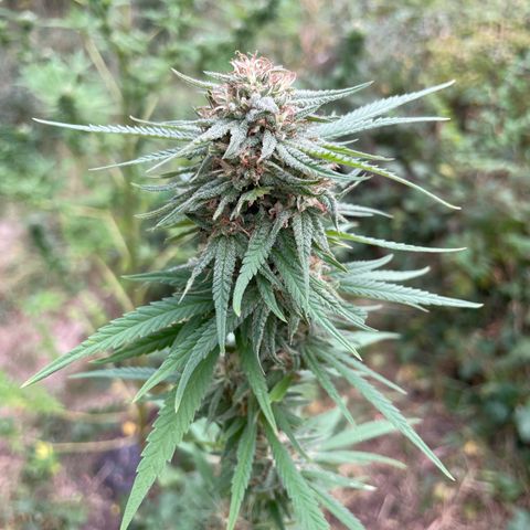3??? growlog timeline photo
