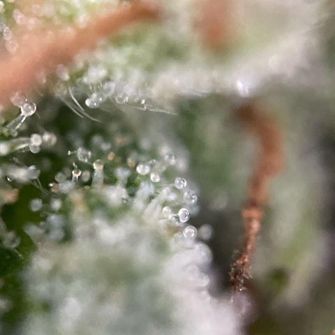 3??? growlog timeline photo