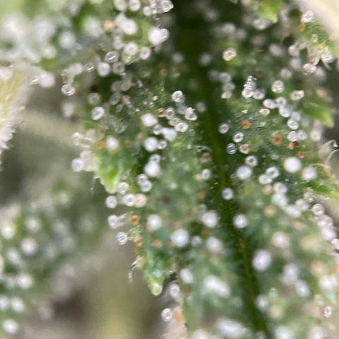 Gorilla #2 growlog timeline photo