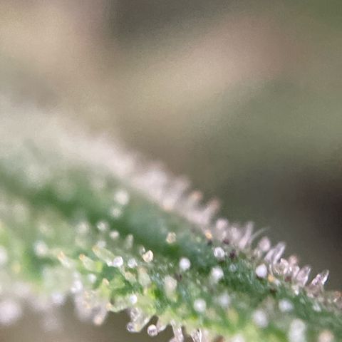 Gorilla Kreuz growlog timeline photo