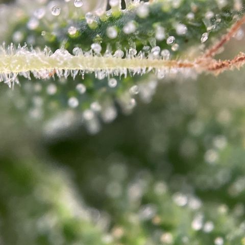 Gorilla #1 growlog timeline photo