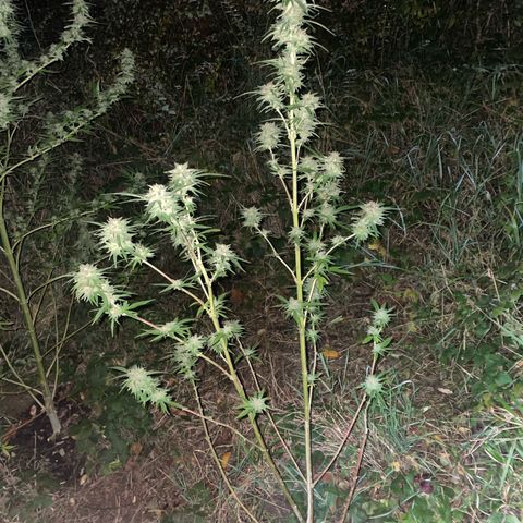 3??? growlog timeline photo