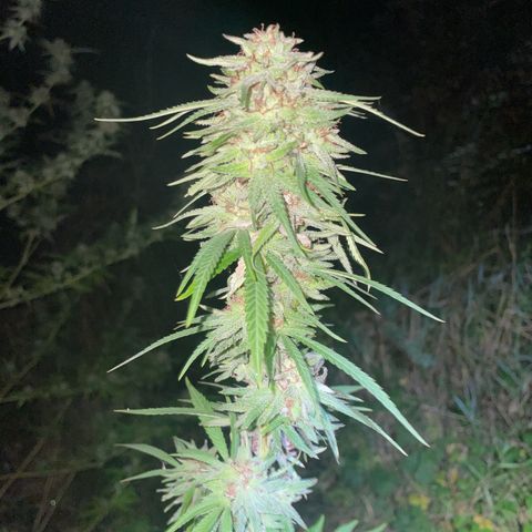 3??? growlog timeline photo