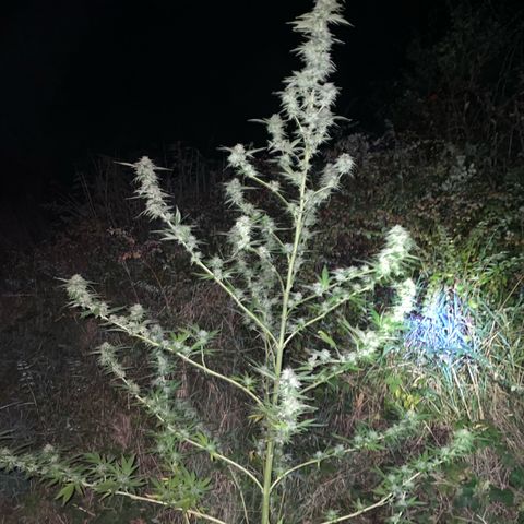 Gorilla #1 growlog timeline photo