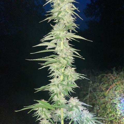 Gorilla #1 growlog timeline photo