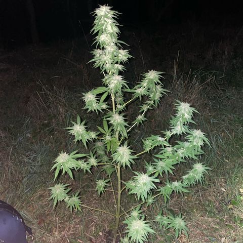 Gorilla Kreuz growlog timeline photo
