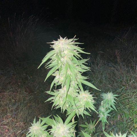 Gorilla Kreuz growlog timeline photo