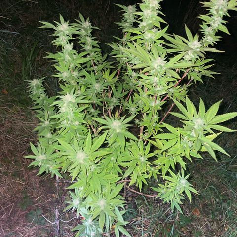Gorilla #2 growlog timeline photo