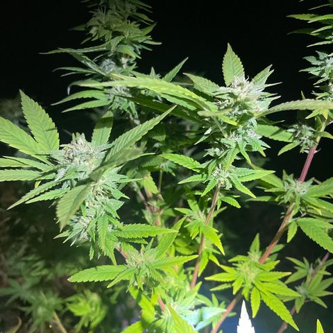 Gorilla #2 growlog timeline photo
