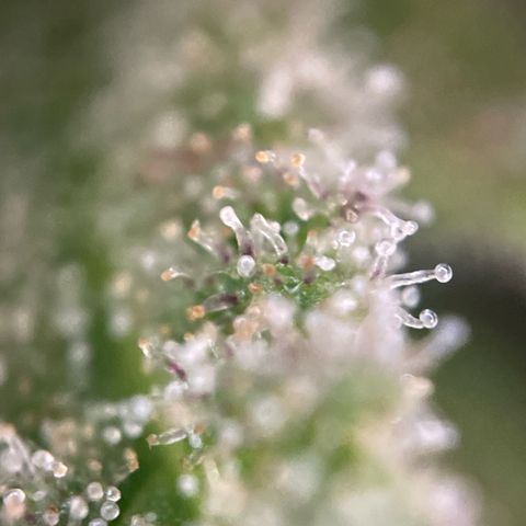 3??? growlog timeline photo