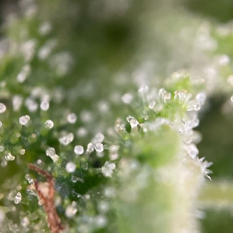 Gorilla #1 growlog timeline photo