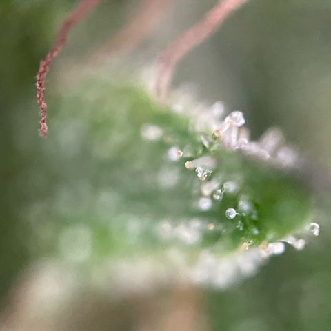 Gorilla #1 growlog timeline photo