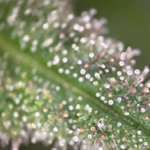 Gorilla Kreuz growlog timeline photo