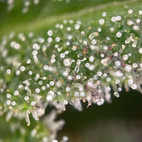 Gorilla Kreuz growlog timeline photo
