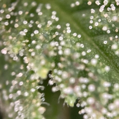 Gorilla #2 growlog timeline photo