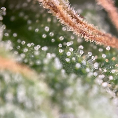 Gorilla #2 growlog timeline photo