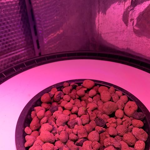 Critical Daddy Purple #2 growlog timeline photo