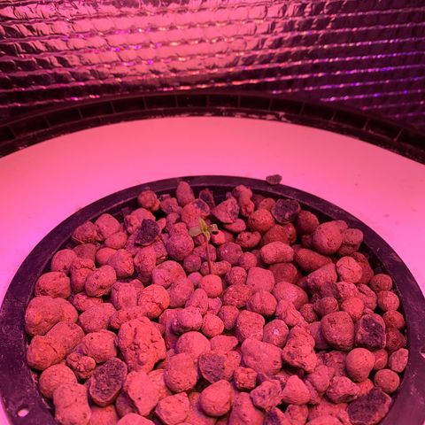 Critical Daddy Purple #1 growlog timeline photo