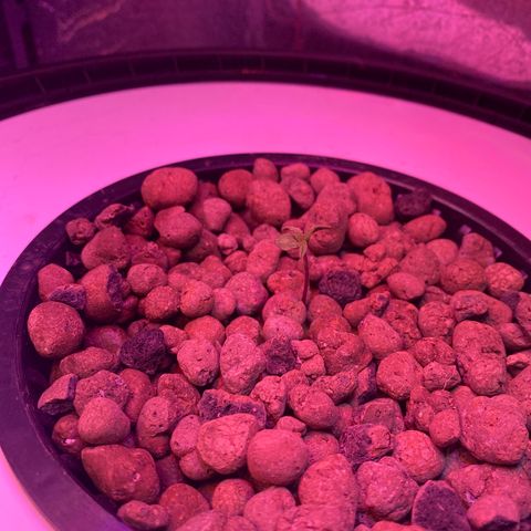 Critical Daddy Purple #2 growlog timeline photo