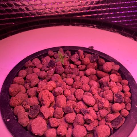 Critical Daddy Purple #1 growlog timeline photo
