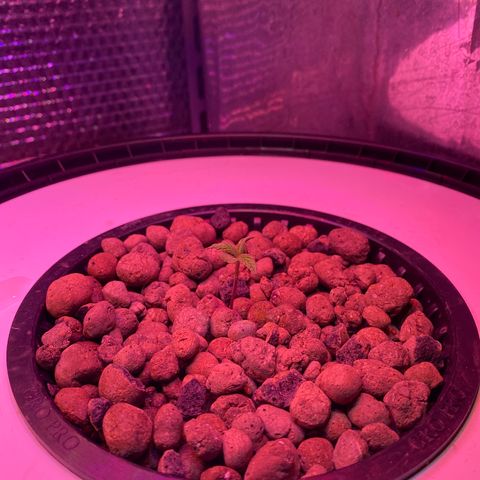 Critical Daddy Purple #2 growlog timeline photo