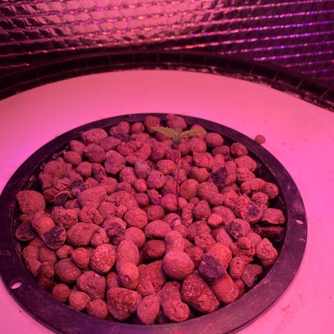 Critical Daddy Purple #1 growlog timeline photo