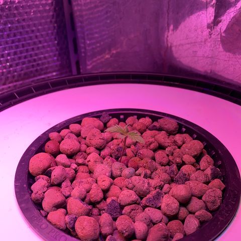 Critical Daddy Purple #2 growlog timeline photo