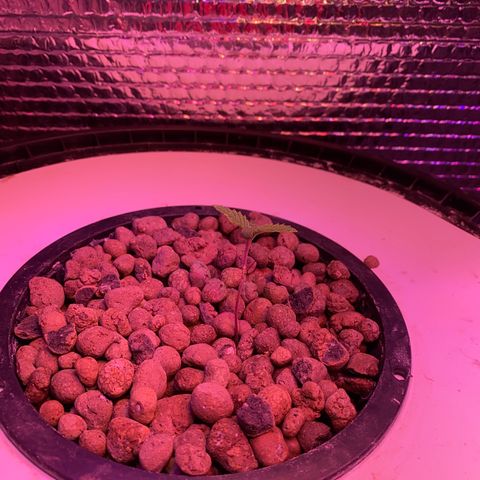 Critical Daddy Purple #1 growlog timeline photo