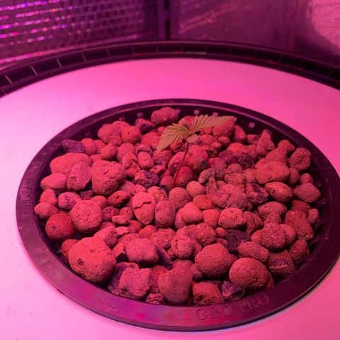 Critical Daddy Purple #2 growlog timeline photo