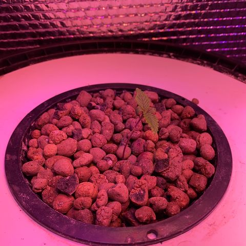 Critical Daddy Purple #1 growlog timeline photo