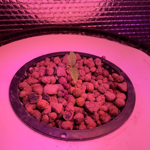 Critical Daddy Purple #1 growlog photo: Radice in acqua