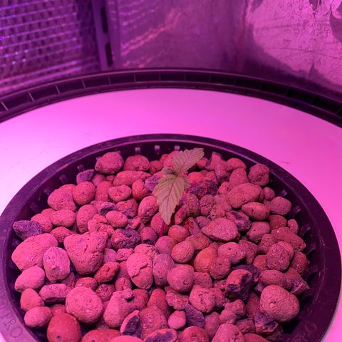 Critical Daddy Purple #2 growlog timeline photo