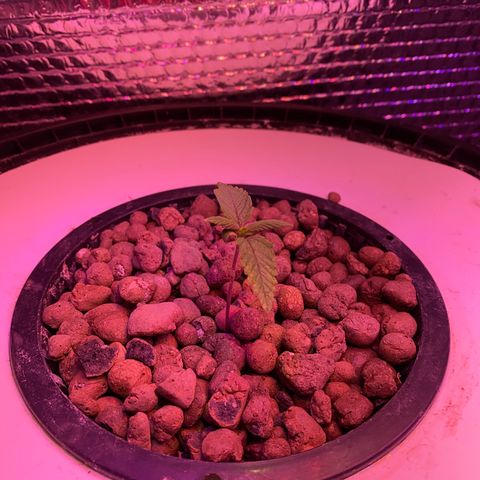 Critical Daddy Purple #1 growlog timeline photo