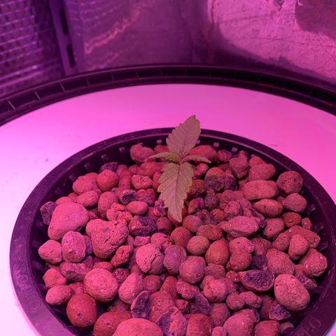 Critical Daddy Purple #2 growlog timeline photo