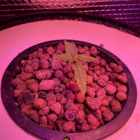 Critical Daddy Purple #1 growlog timeline photo