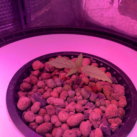 Critical Daddy Purple #2 growlog timeline photo