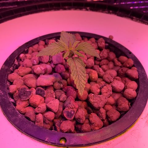 Critical Daddy Purple #1 growlog timeline photo