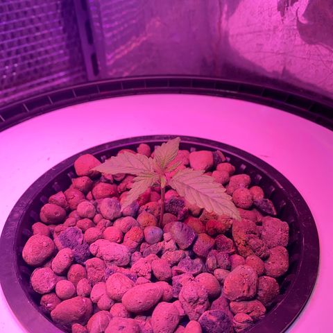 Critical Daddy Purple #2 growlog timeline photo