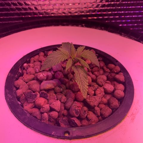 Critical Daddy Purple #1 growlog timeline photo