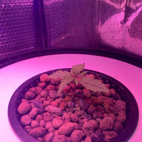 Critical Daddy Purple #2 growlog timeline photo