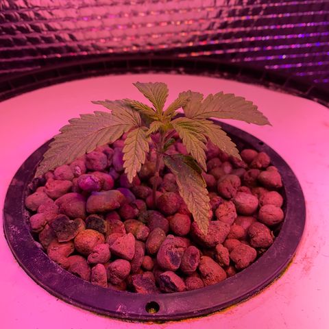 Critical Daddy Purple #1 growlog timeline photo